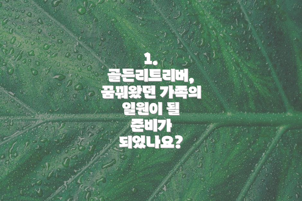 1. 골든리트리버, 꿈꿔왔던 가족의 일원이 될 준비가 되었나요?