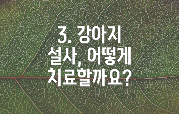 3. 강아지 설사, 어떻게 치료할까요?